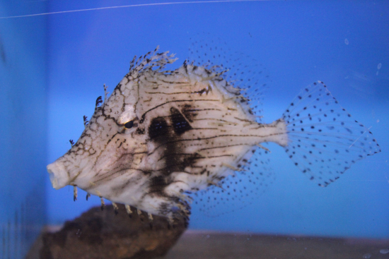  Chaetodermis penicilligerus (Weedy Filefish, Prickly Leatherjacket, Tasseled Filefish)